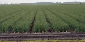 لجنة استرداد أراضى الدولة: مهلة حتى مارس ٢٠٢٦ لجمعيات الاراضى بجنوب بورسعيد لسداد حق الدولة - وضوح نيوز