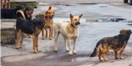 القاهرة تُخصص أول مأوى رسمي للكلاب الضالة.. خطوة حضارية لحماية الإنسان والحيوان - وضوح نيوز