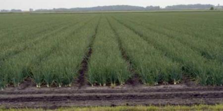 لجنة استرداد أراضى الدولة: مهلة حتى مارس ٢٠٢٦ لجمعيات الاراضى بجنوب بورسعيد لسداد حق الدولة - وضوح نيوز