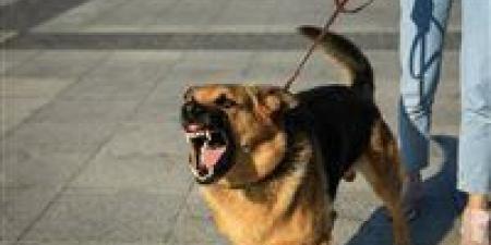 عقوبات حاسمة لكل من يستخدم الحيوانات سلاحا ضد الإنسان - وضوح نيوز