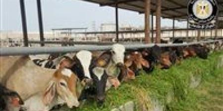 المركز الإعلامي لمجلس الوزراء يوضح حقيقة نفوق 500 رأس ماشية بالمنوفية - وضوح نيوز