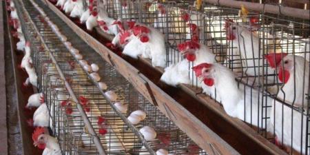 أسعار الفراخ البيضاء في بورصة الدواجن اليوم الأربعاء 17ديسمبر 2025 - وضوح نيوز