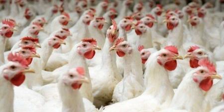 أسعار الدواجن والبيض اليوم الأربعاء 17 ديسمبر 2025 - وضوح نيوز