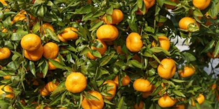 عاجل | خفض نسب الفحوصات المفروضة على الموالح المصرية المصدرة للاتحاد الأوروبي - وضوح نيوز