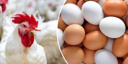 الفراخ البيضاء بكام؟.. أسعار الدواجن والبيض اليوم الأحد 21 ديسمبر 2025 - وضوح نيوز
