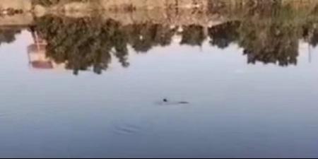 البيئة تفحص فيديو متداول لظهور تمساح جديد بمصرف عمريط فى الشرقية - وضوح نيوز