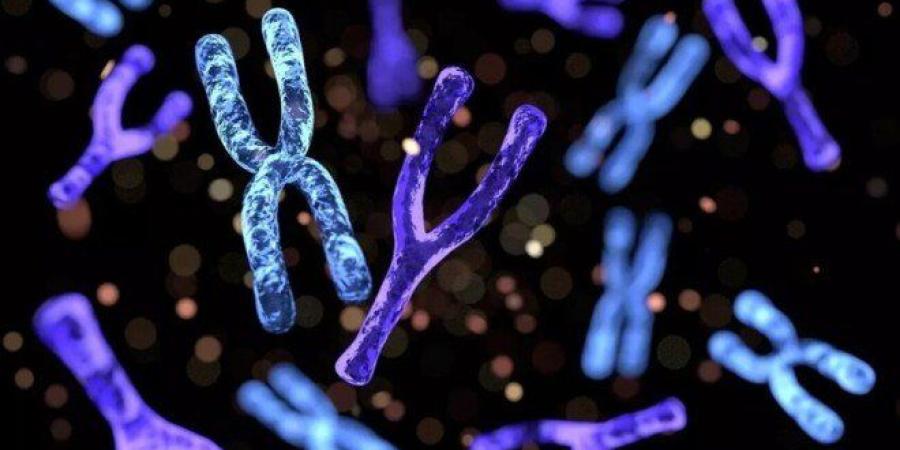 "كروموسوم الذكورة".. بين سيناريو التلاشي والاستقرار التطوري: أين يقف العلم اليوم؟ - وضوح نيوز