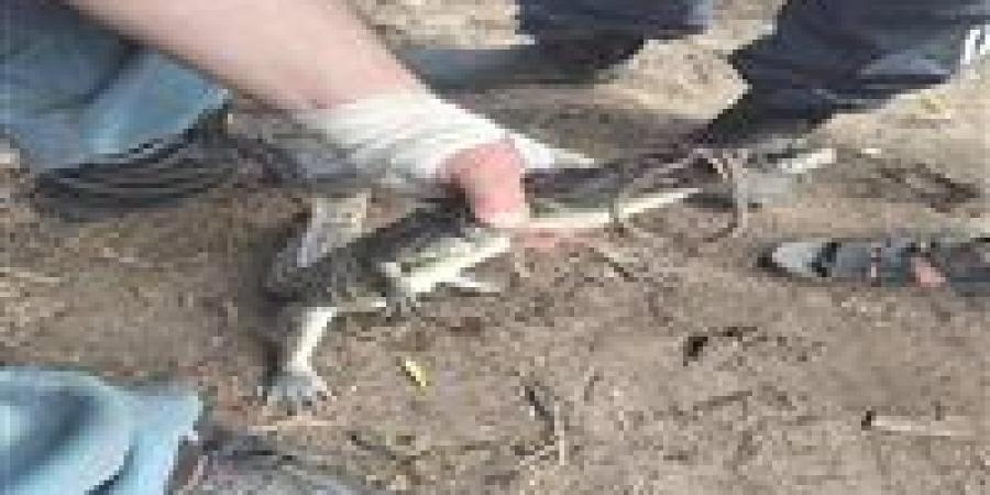 بعد أسبوع من الرصد والمطاردة.. اصطياد تمساح الزوامل في الشرقية - وضوح نيوز