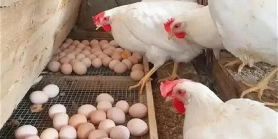 الفراخ بكام؟.. أسعار الدواجن والبيض اليوم الخميس 11 ديسمبر 2025 - وضوح نيوز
