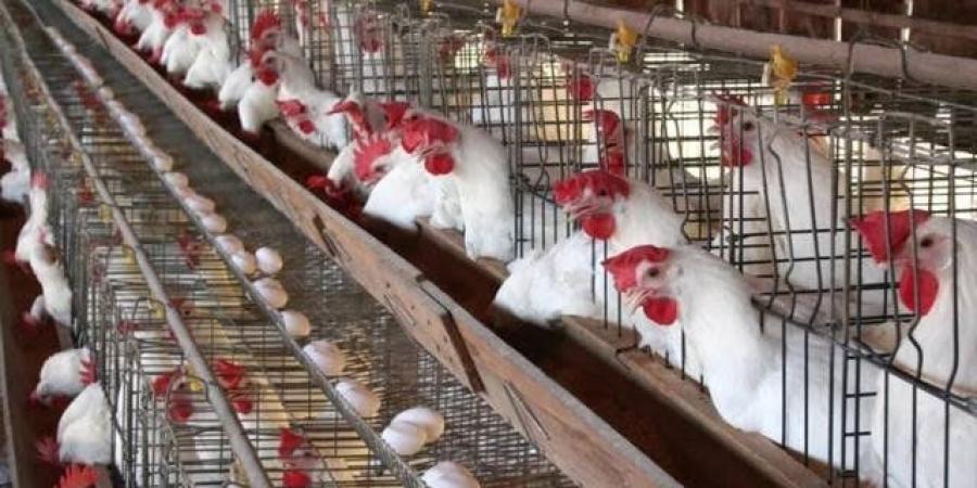 الفراخ البيضاء بكام؟.. مفاجأة جديدة في أسعار الدواجن والبيض اليوم السبت 13 ديسمبر 2025 - وضوح نيوز