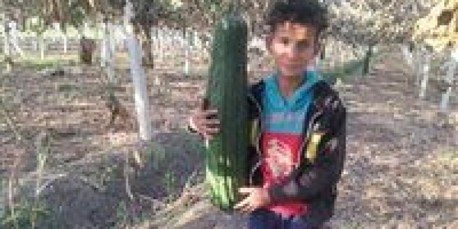 من حقول الشرقية للخارج .. «أحمد» أحد مزارعي اللوف : الفدان ينتج 6 آلاف كوز - وضوح نيوز