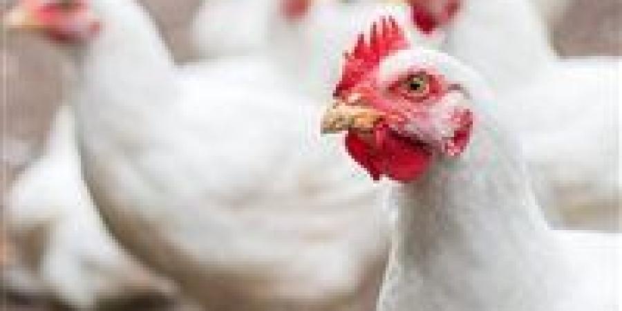 هبوط سعر الدواجن اليوم السبت 13 ديسمبر 2025.. الكيلو 50 جنيه - وضوح نيوز