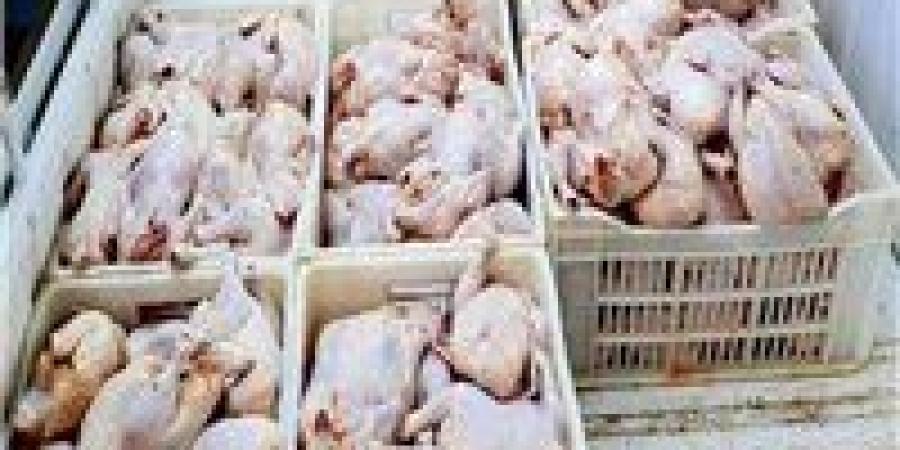 قبل وصولها للمواطنين.. ضبط 2 طن دواجن فاسدة بكرداسة - وضوح نيوز