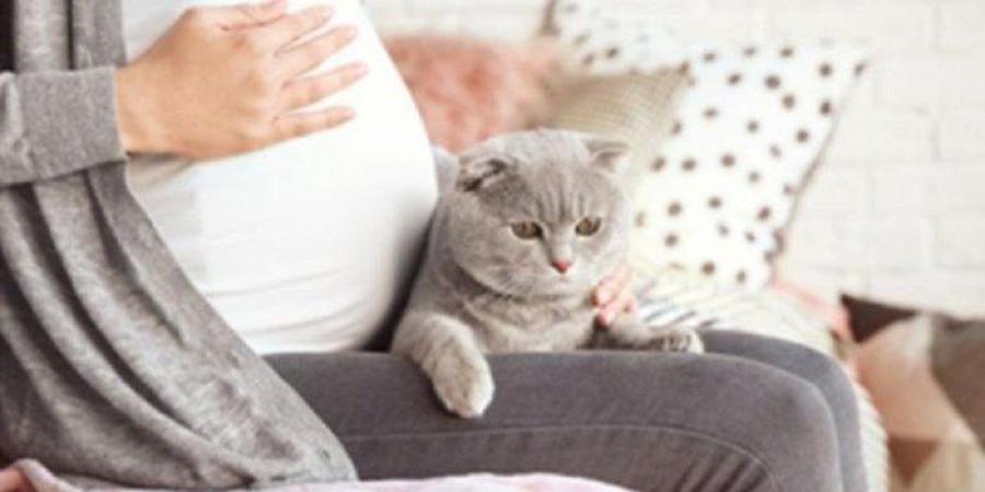 دراسة تحذّر: انتشار «مرض القطط» بين الحوامل في ولاية جزائرية - وضوح نيوز