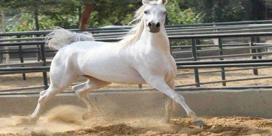 عاجل | فتح السوق الأردني أمام صادرات مصر من الخيول العربية المصرية الأصلية - وضوح نيوز