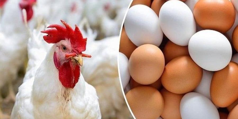 بورصة الدواجن.. أسعار الفراخ البيضاء والبلدي اليوم الخميس 18 ديسمبر 2025 - وضوح نيوز