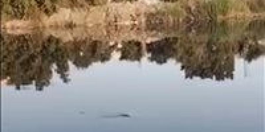 فيديو متداول يرصد تمساحاً داخل مصرف مائي بالشرقية - وضوح نيوز