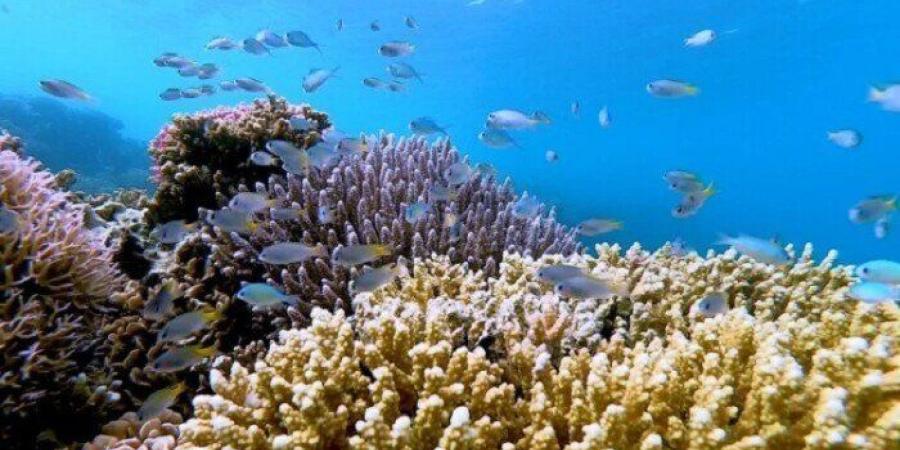 بسبب الإجهاد الحراري.. انخفاض مساحة الشعاب المرجانية إلى النصف منذ 1980 في الكاريبي - وضوح نيوز