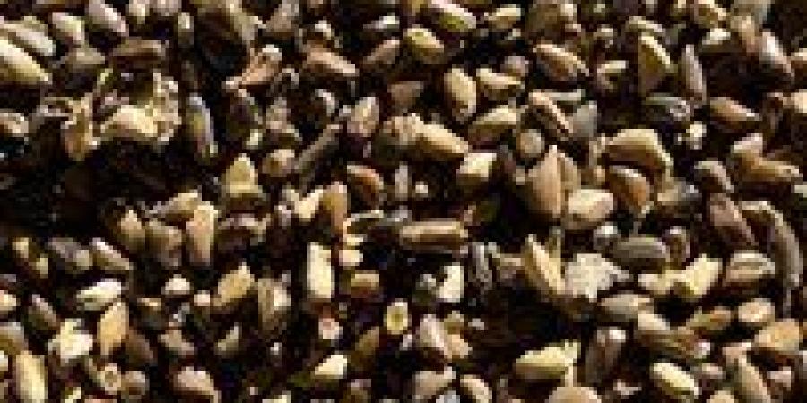 إنتاجية الفدان تصل إلى 70 طنا .. " ذرة الريانة " توفير غذائي ومالي للمزارعين - وضوح نيوز