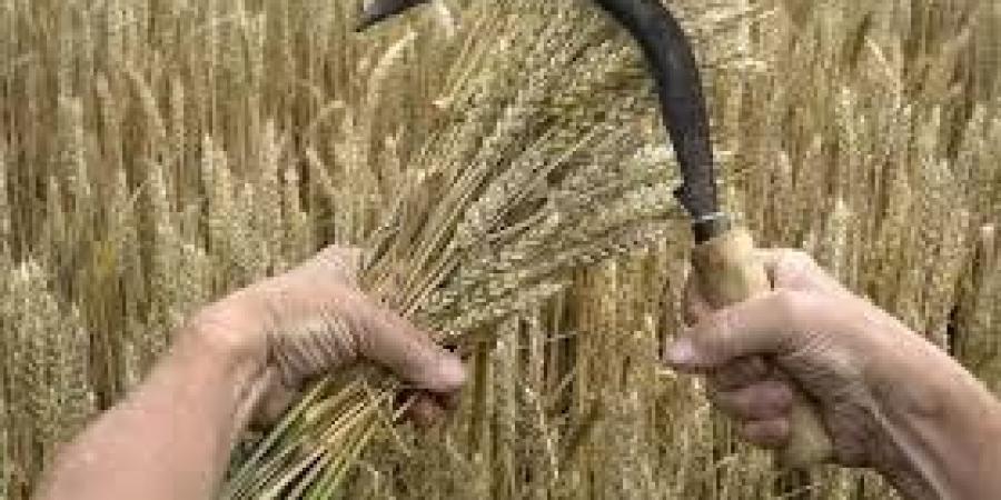 تقرير روسي: انتعاش ملحوظ في صادرات الحبوب ومصر والمغرب والإمارات أبرز المستوردين - وضوح نيوز