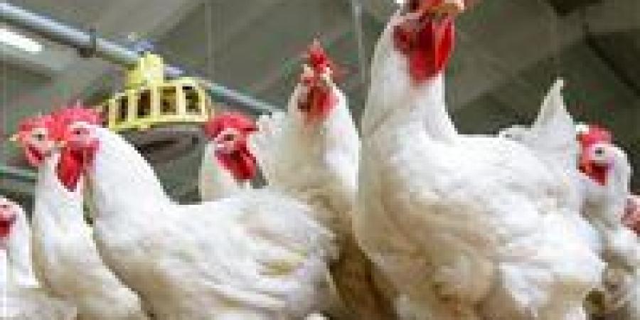 مفاجأة في أسعار الدواجن بالأسواق المحلية اليوم الثلاثاء (تحديث) - وضوح نيوز