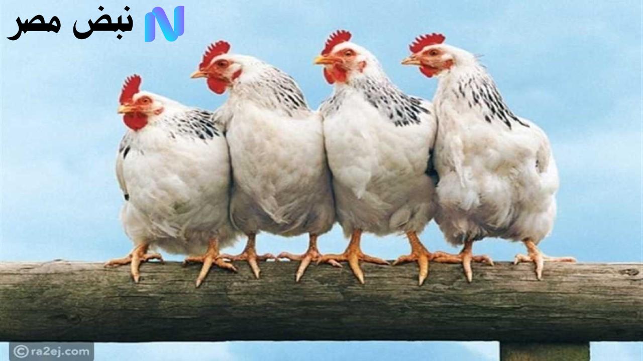 سعر الفراخ البيضاء اليوم يثبت.. وهذه قائمة الأسعار الكاملة للدواجن والبيض