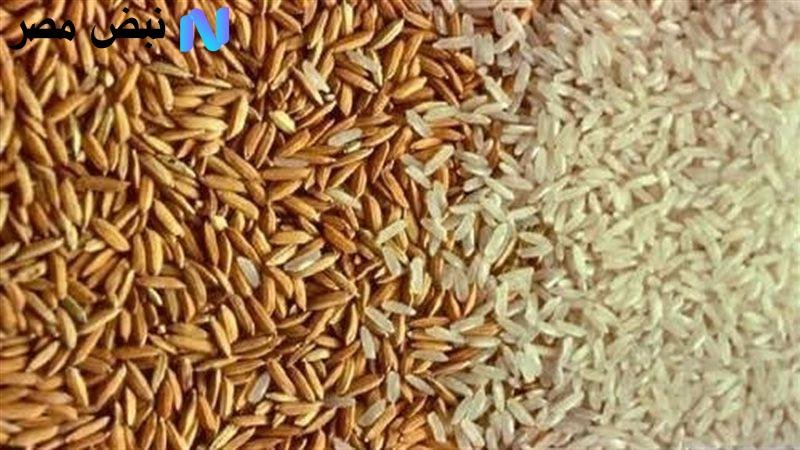 رصد لحركة سعر الأرز الشعير الآن مصر الأربعاء 6 أغسطس 2025