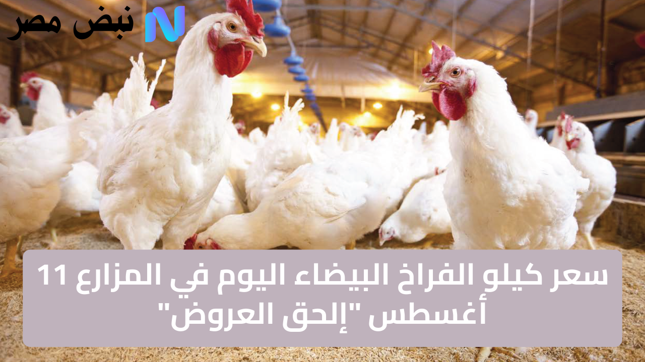 سعر كيلو الفراخ البيضاء اليوم في المزارع 11 أغسطس “إلحق العروض”