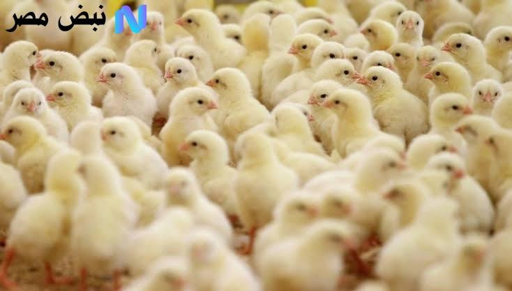 وصل كام.. سعر الكتكوت الابيض اليوم الاربعاء 3 سبتمبر في الاسواق