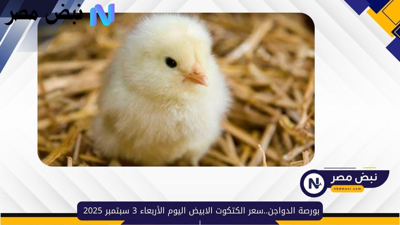 بورصة الدواجن والبيض..سعر الكتكوت الابيض اليوم الأربعاء 3 سبتمبر 2025 وفق آخر تحديث