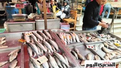 أسعار الأسماك اليوم الجمعة في شمال سيناء