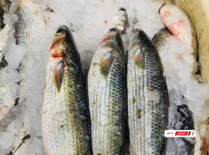 أسعار الأسماك في أسواق دمياط اليوم الجمعة 6 فبراير 2026