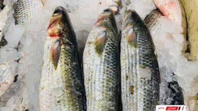 أسعار الأسماك في أسواق دمياط اليوم الجمعة 6 فبراير 2026