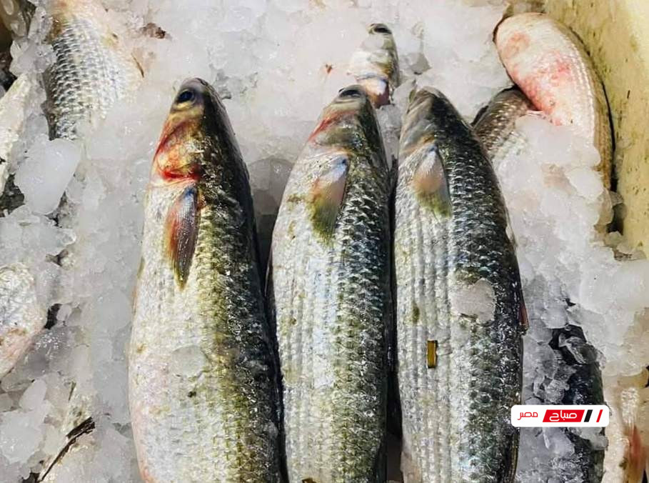 أسعار الأسماك في أسواق دمياط اليوم الجمعة 6 فبراير 2026