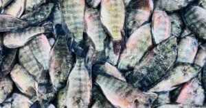 أسعار الأسماك في كفر الشيخ الخميس 5 فبراير 2026 البلطي بسعر 50 جنيها