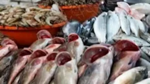 أسعار البلطي والأسماك في سوق العبور اليوم 6 فبراير 2026