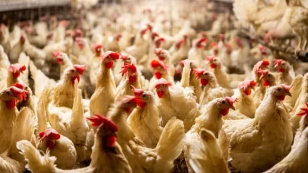 أسعار الدواجن اليوم الجمعة 6 فبراير 2026 تذاع بشكل محدث