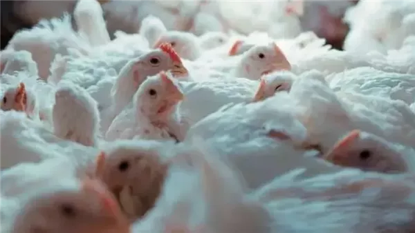 أسعار الدواجن اليوم الجمعة 6 فبراير 2026 في الأسواق المصرية