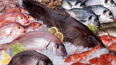 أسعار السمك اليوم الجمعة 6 فبراير 2026 في الأسواق المحلية