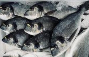 أسعار السمك في الأسواق اليوم الجمعة 6 فبراير