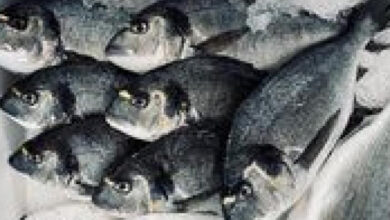 أسعار السمك في الأسواق اليوم الجمعة 6 فبراير