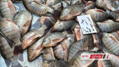 أسعار السمك في الإسكندرية اليوم الجمعة تشهد استقرارا في البلطي وإقبالا متزايدا على البوري بحلقة الأنفوشي
