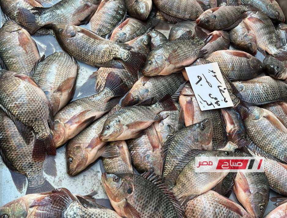 أسعار السمك في الإسكندرية اليوم الجمعة تشهد استقرارا في البلطي وإقبالا متزايدا على البوري بحلقة الأنفوشي