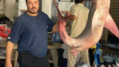 أسعار السمك في مطروح اليوم الجمعة تموجات السوق وأسعار الأسماك الموسمية