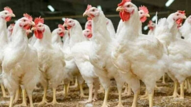 أسعار الفراخ البيضاء اليوم في بورصة الدواجن الجمعة 6 فبراير 2026 وتوقعات بمفاجآت سارة للمواطنين