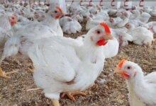 بورصة الدواجن أسعار الفراخ البيضاء والبلدي