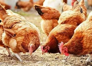 أسعار الفراخ والبيض اليوم الجمعة 6-2-2026 في أسواق وبورصة الشرقية