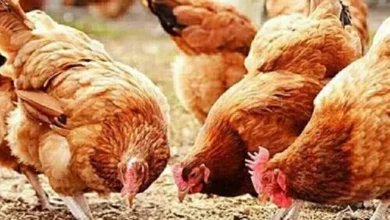 أسعار الفراخ والبيض اليوم الجمعة 6-2-2026 في أسواق وبورصة الشرقية