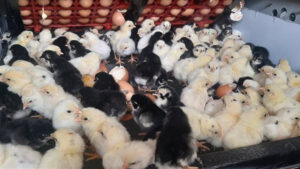 أسعار الكتاكيت والبط اليوم ترتفع بمقدار 5 جنيهات في بورصة الدواجن