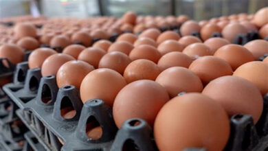 أسعار كرتونة البيض في بورصة الدواجن للمستهلكين اليوم الجمعة 6 فبراير 2026